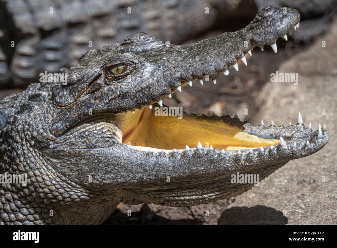 Coccodrillo Siamese (Crocodylus siamensis) con bocca aperta al parco zoologico dell'allevamento degli alligatori di Sant'Agostino sull'isola di Anastasia a Sant'Agostino, Florida. Foto Stock