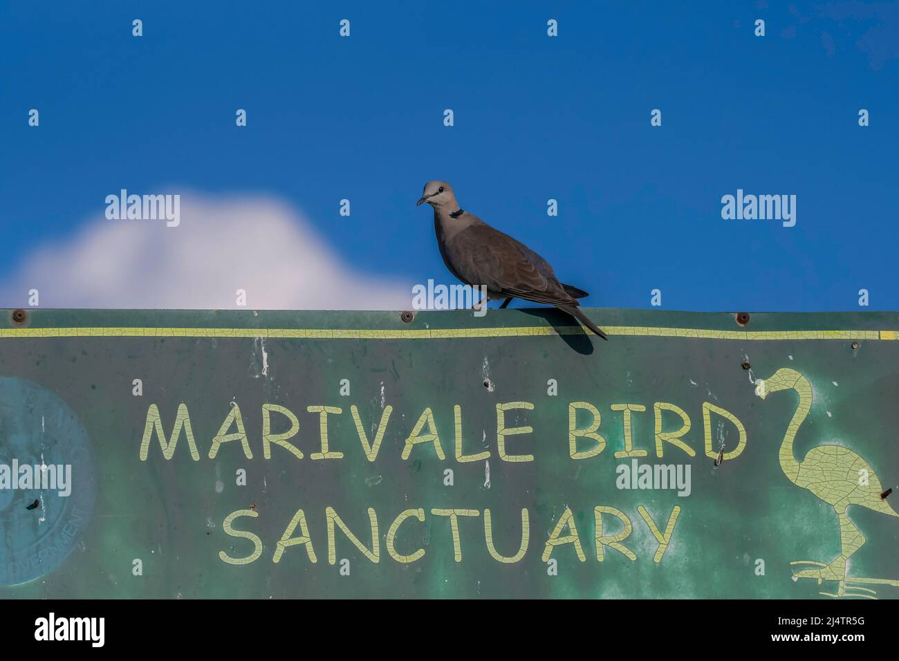 Marievale santuario degli uccelli in Nigel Gauteng Sud Africa Foto Stock