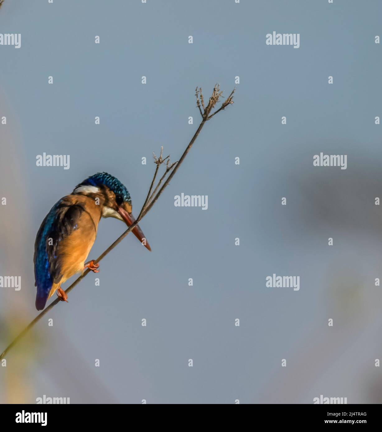 Uccello malachite del Martin pescatore arroccato nel santuario degli uccelli di Marievale Foto Stock