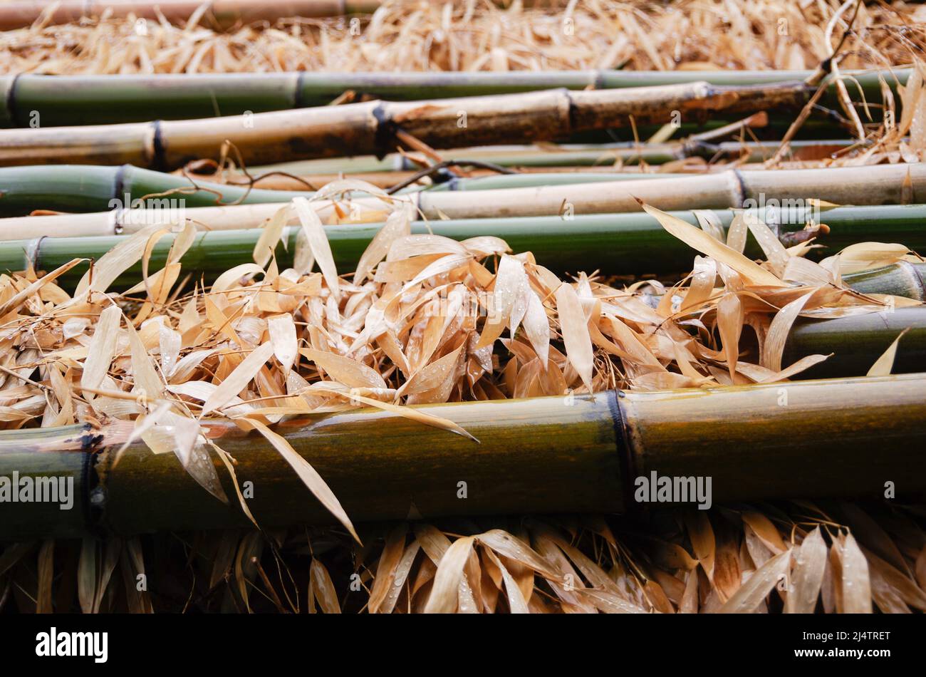iida, nagano, giappone, 2022/18/04 , foto di alcuni tronchi di bambù tagliati sotto la pioggia, e posti sopra uno strato di foglie giallastro. Foto Stock
