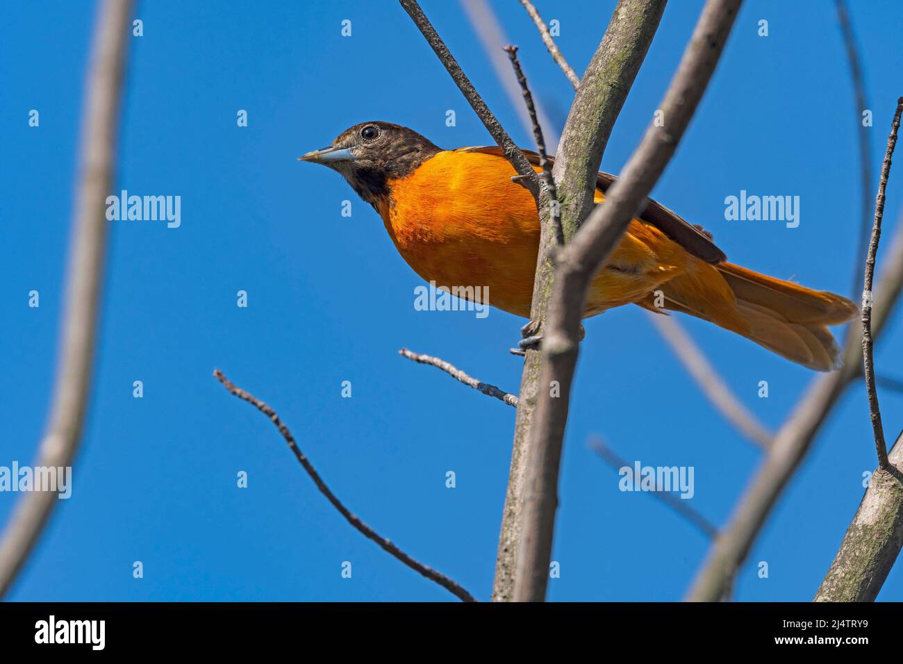 A Baltimore Oriole guardare dall'alto nel Presque Isle state Park in Pennsylvania Foto Stock