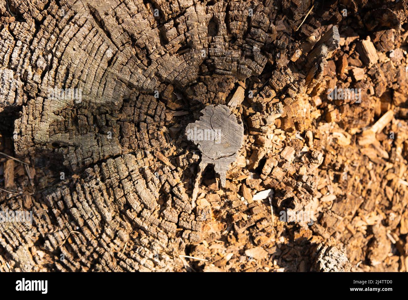 Anelli di albero vecchio tessuto di legno di intemperie con la sezione trasversale di un log di taglio Foto Stock