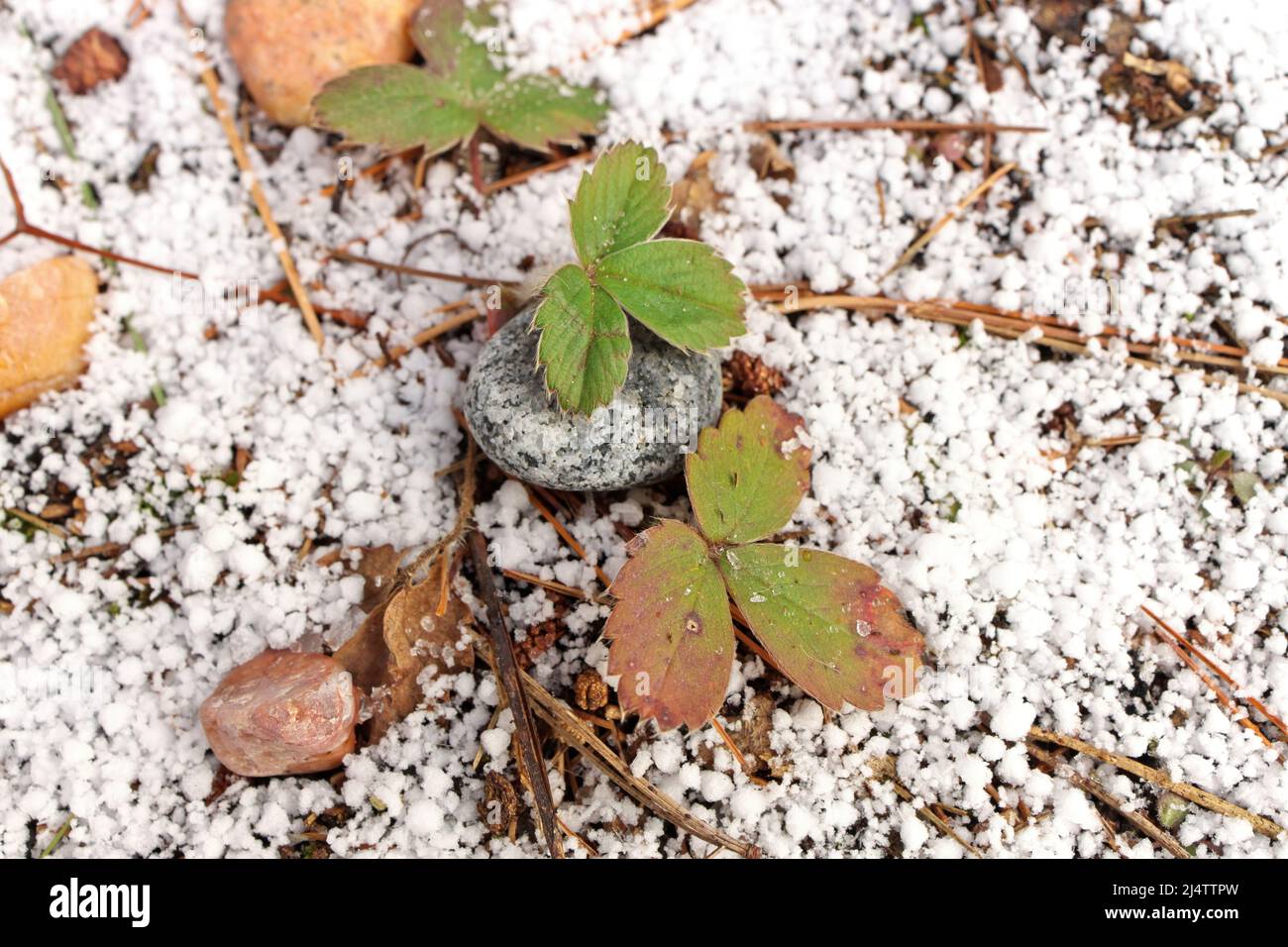 Piccole piante di fragola circondate da un sottile strato fresco di neve Graupel in primavera Foto Stock