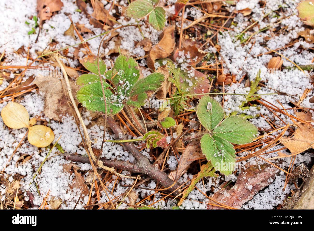 Piccole piante di fragola circondate da un sottile strato fresco di neve Graupel in primavera Foto Stock