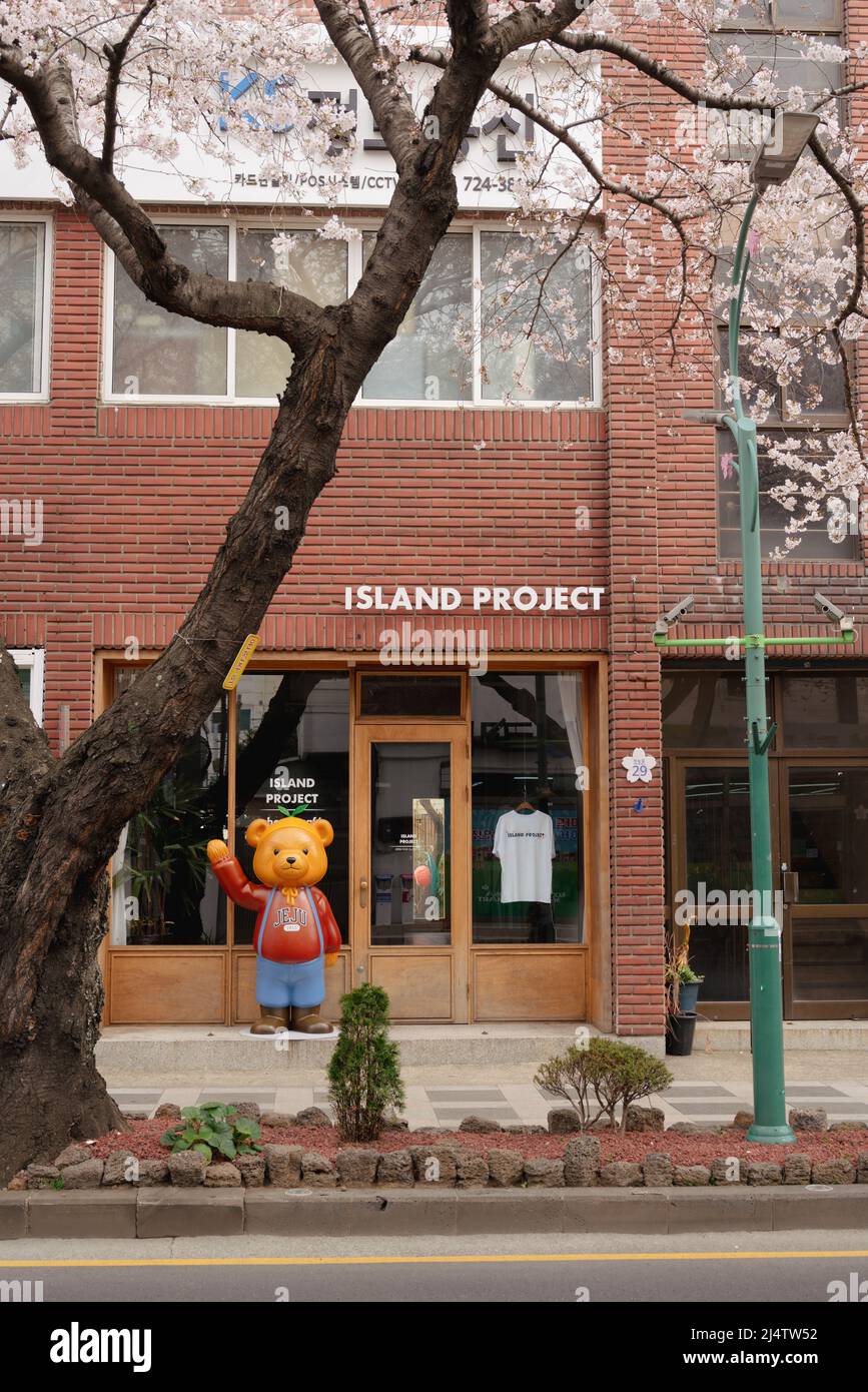 Isola di Jeju, Corea - 28 marzo 2022 : strada dei fiori di Jonnong-ro ciliegio Foto Stock