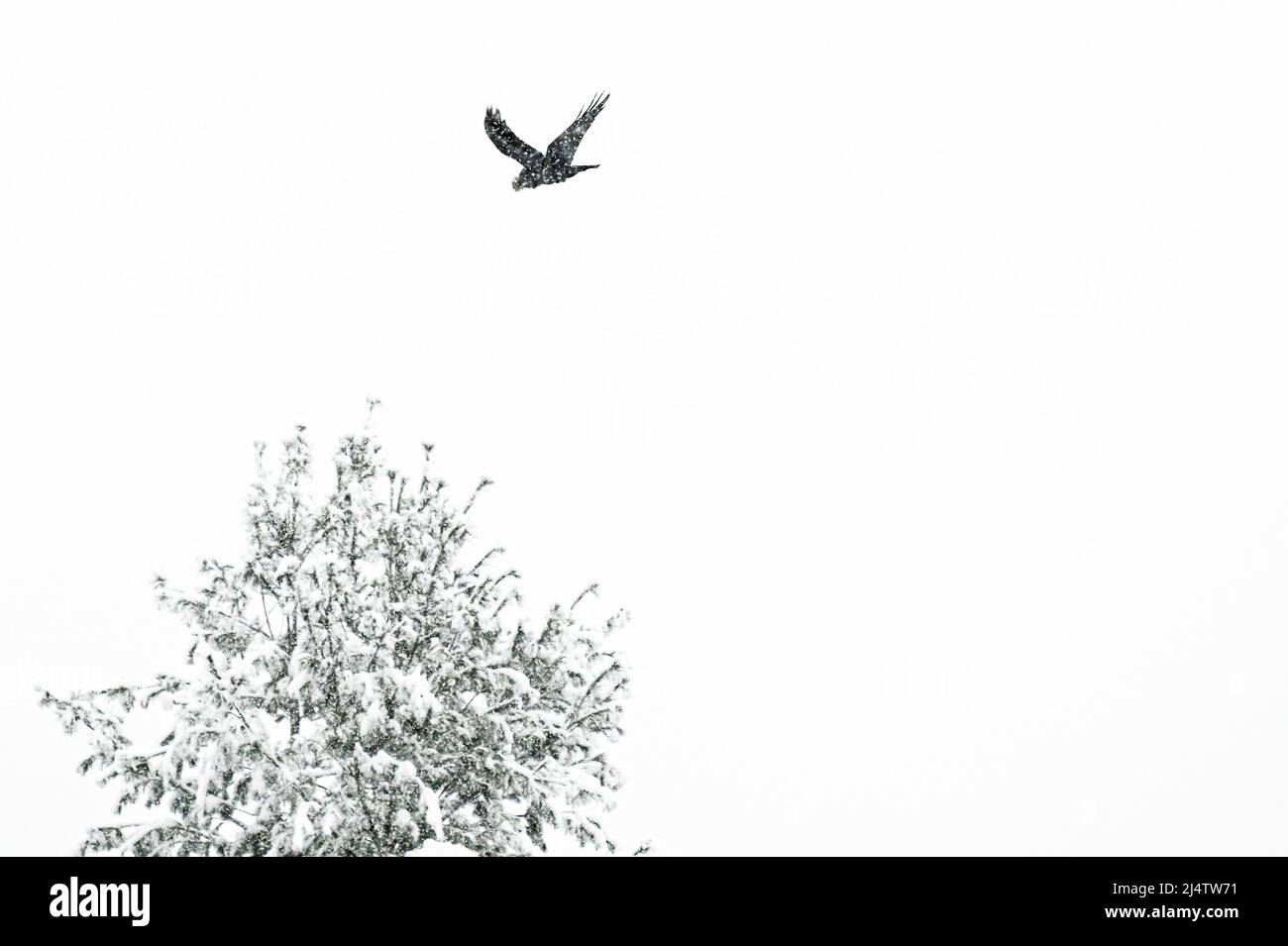 Nevicate di nuova caduta durante una tempesta di neve in Vermont, New England, USA. Foto Stock