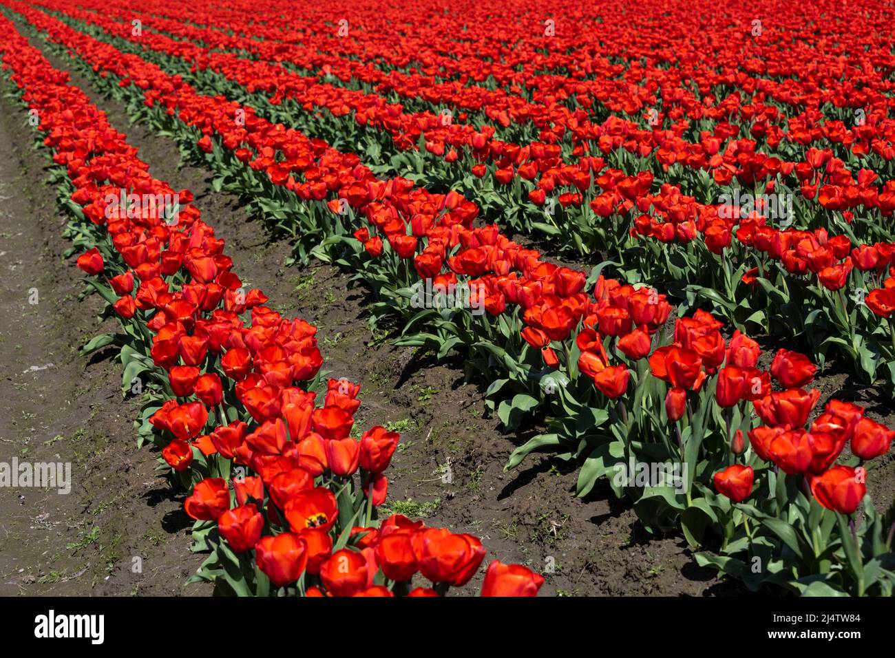 Tulipani rossi in un campo di tulipani nella contea di Skagi, Washington, USA Foto Stock
