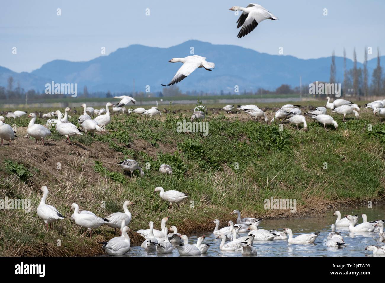 Le oche della neve si radunano nella loro casa d'inverno nel Delta del fiume Skagit nello Stato di Washington Occidentale, Stati Uniti Foto Stock