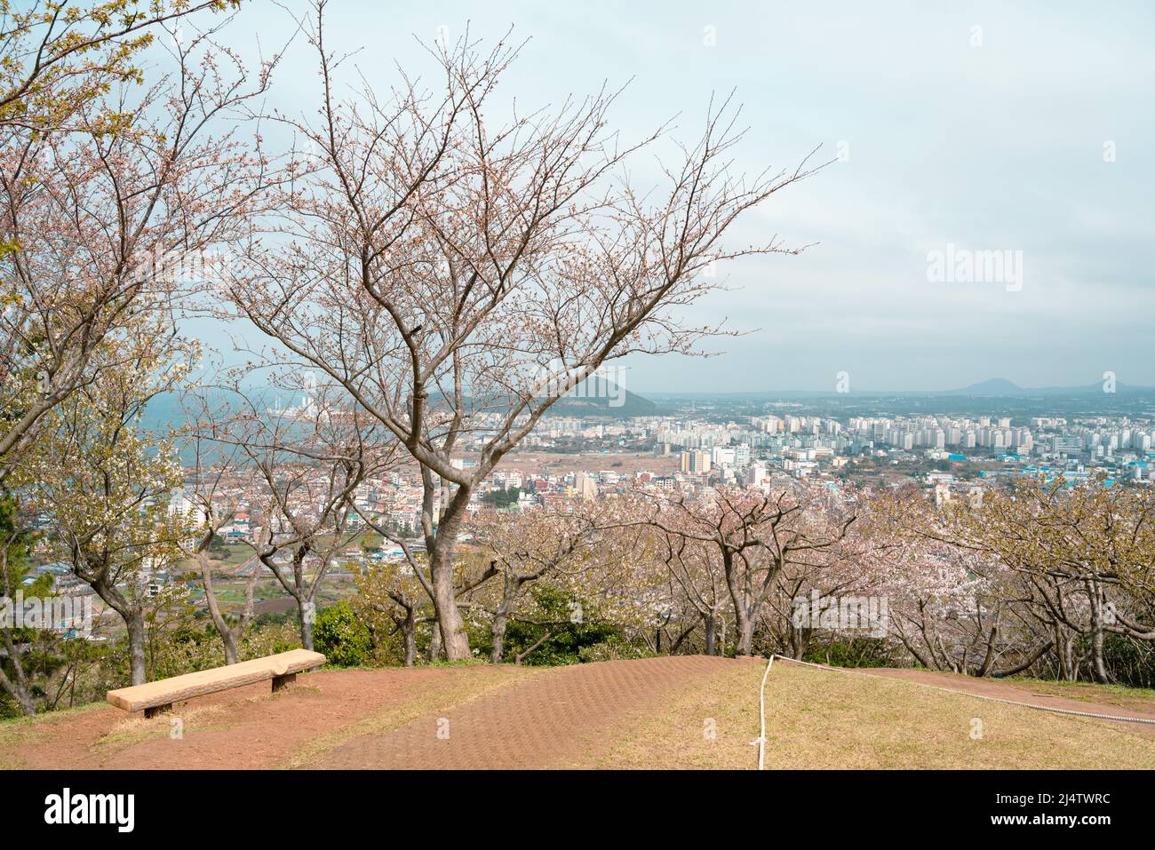 Vista panoramica della città di Jeju con fiori di ciliegio da Byeoldobong Oreum nell'isola di Jeju, Corea Foto Stock