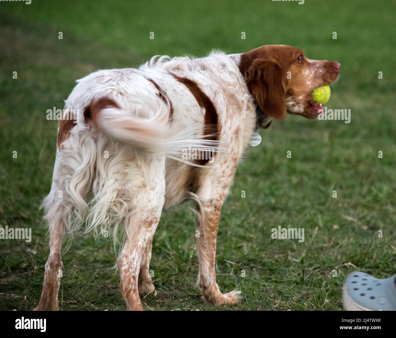 Cane da caccia bianco e marrone con palla da tennis nel parco Foto Stock