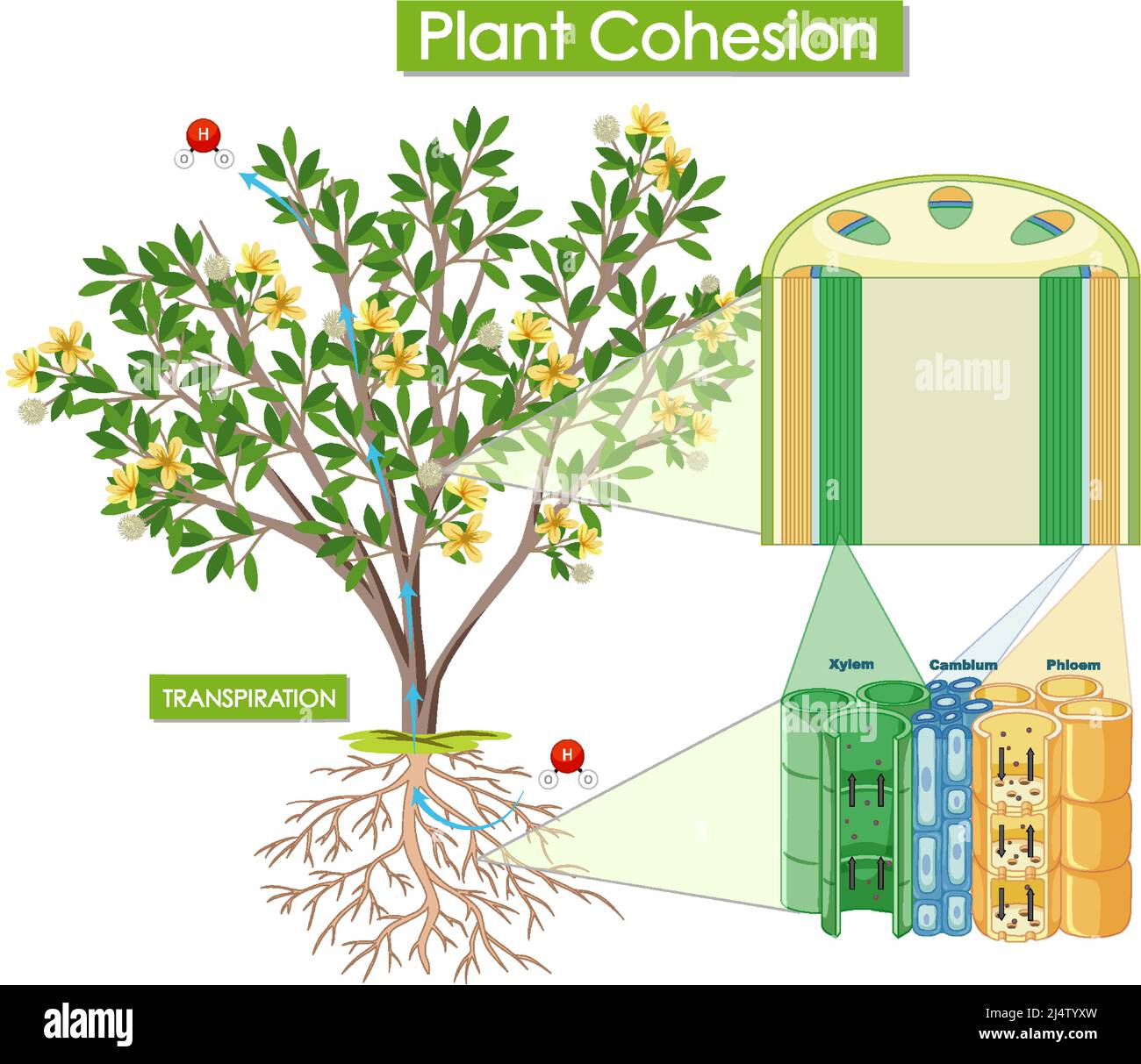 Diagramma che mostra l'illustrazione della coesione dell'impianto Illustrazione Vettoriale