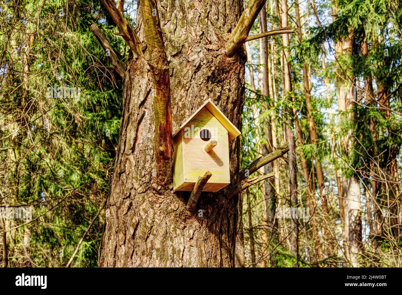 Un birdhouse in legno su grande albero vecchio in parco o foresta in sole primavera giorno. Foto Stock