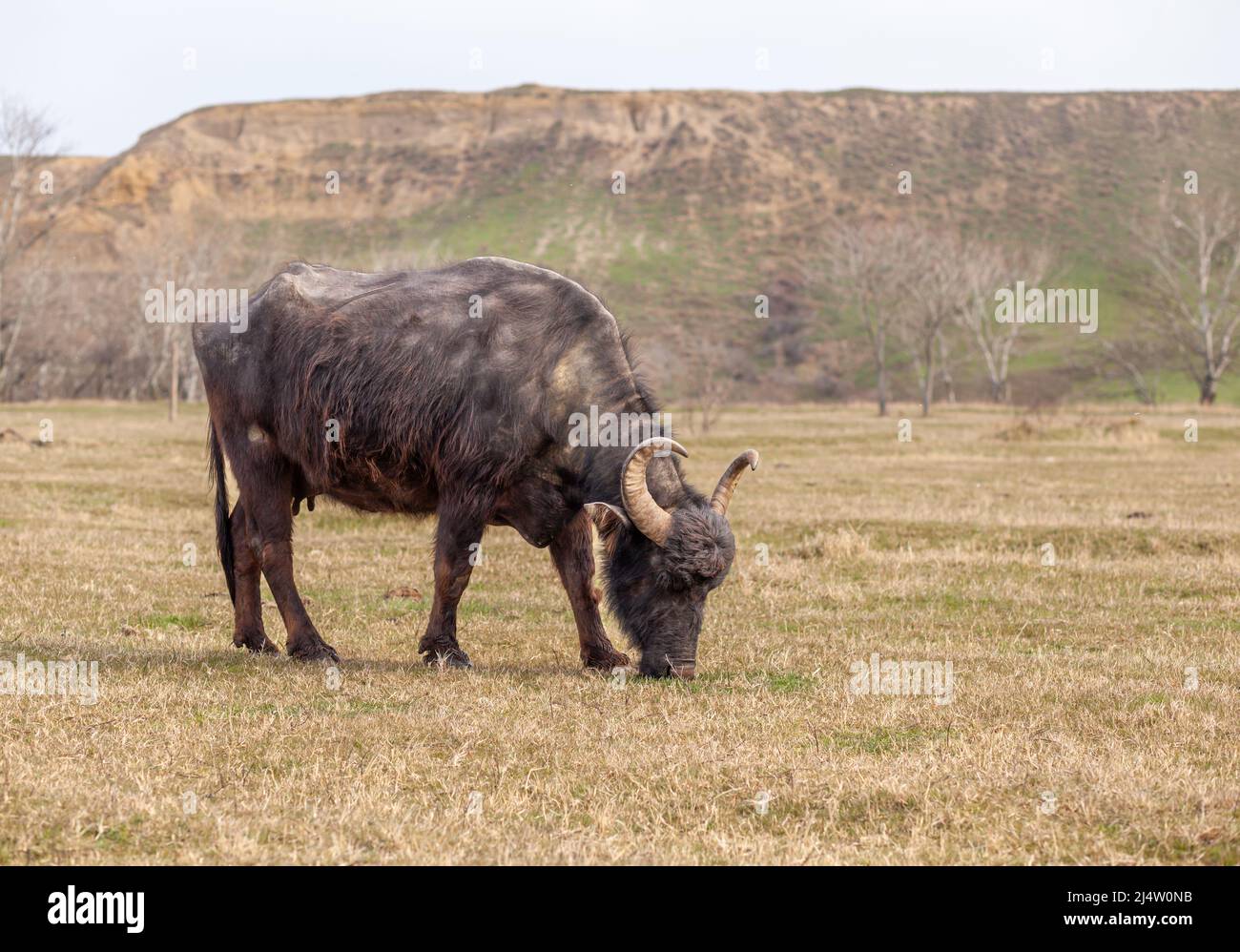 Mucche nere e pelose con corna si pascolare su un prato verde in una zona montagnosa. Pascolo libero. Foto Stock