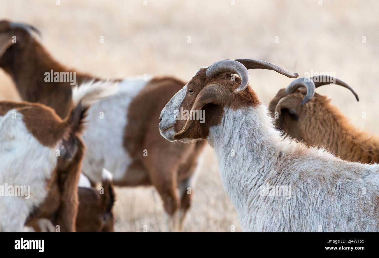 Mandria di capre intendeva pascolare la terra e schiarirla di vegetazione incline al fuoco Foto Stock