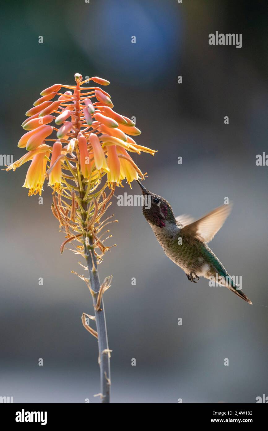 Hummingbird di Anna sul fiore di aloe Foto Stock