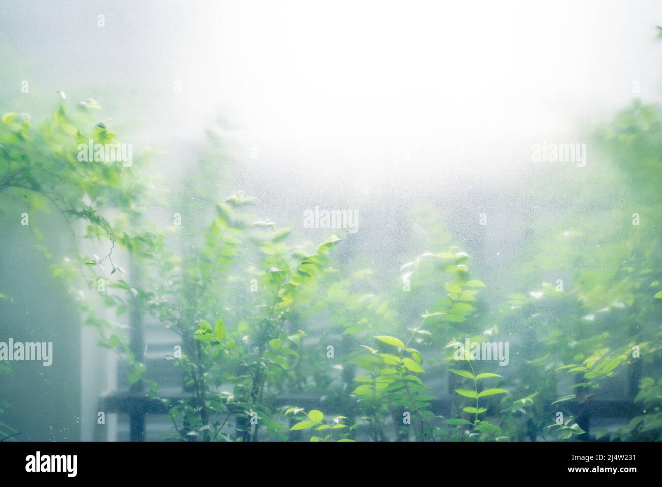 Finestre sabbiate con alberi all'esterno Foto Stock