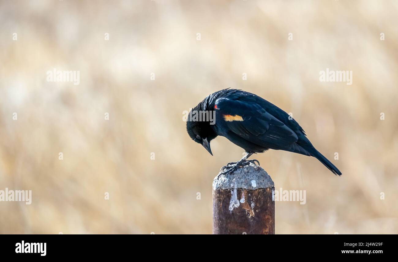 Blackbird maschio ad ala rossa nel Monte Vista National Wildlife Refuge, Colorado meridionale Foto Stock