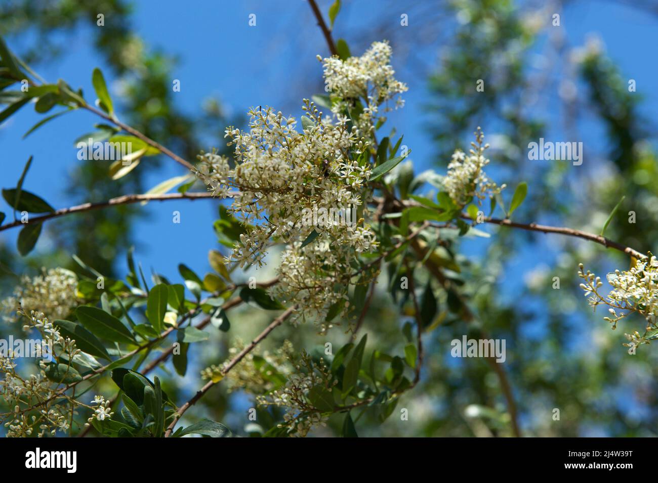 Il torace nero (Bursaria Spinosa) ha un profumo molto piacevole - quando i fiori sono completamente aperti. Baluk Willam Flora Reserve in Belgrave South, Victoria. Foto Stock