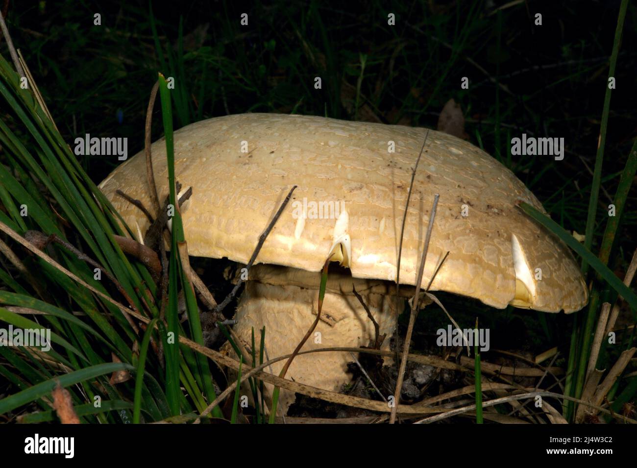 I funghi si stanno schioccando ovunque. Ci sono avvertimenti per non mangiarli - alcuni sono velenosi. Questo è un campo funghi (Agaricus campestris) ed è commestibile. Foto Stock