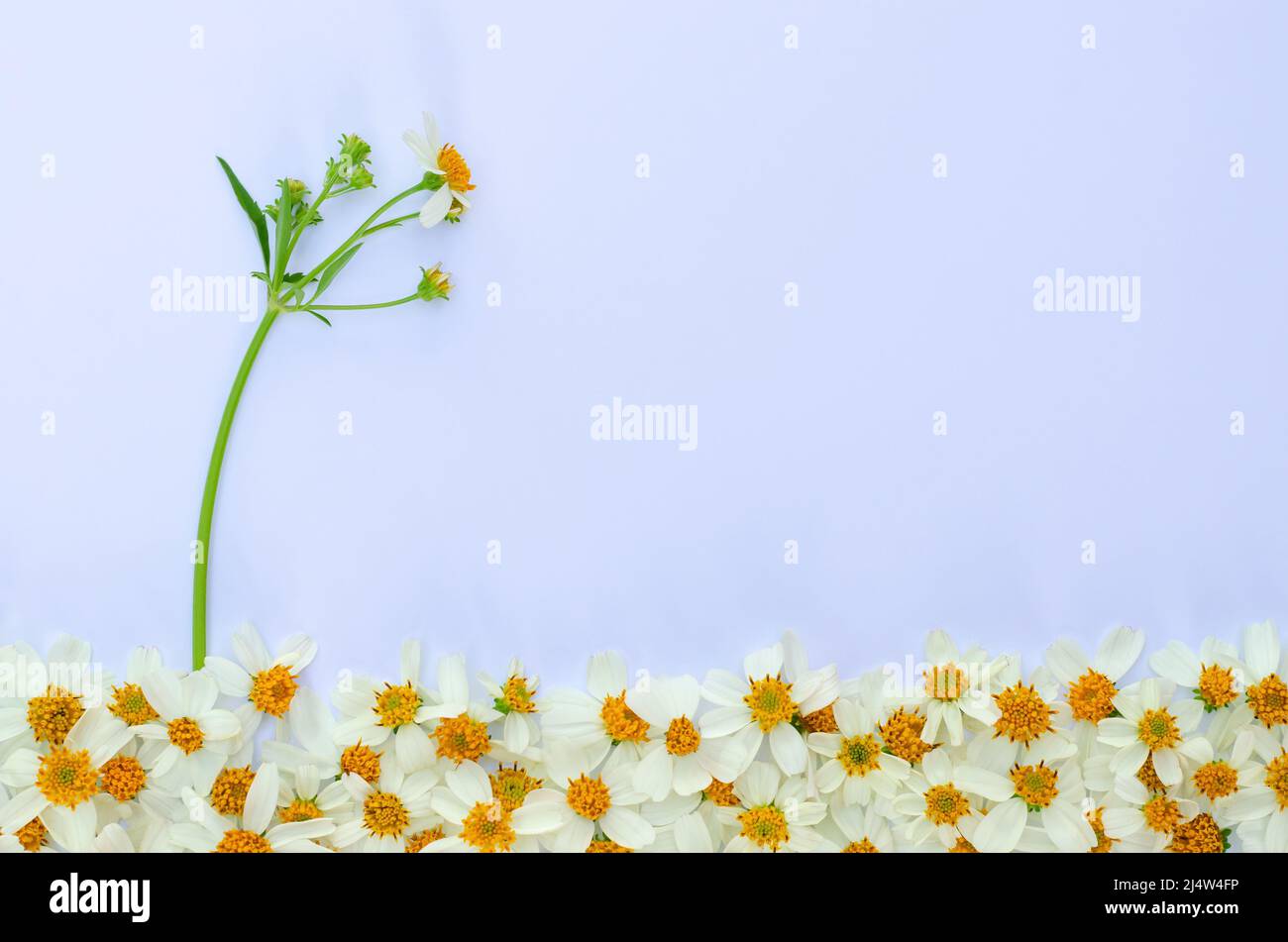 Aghi spagnoli o fiori di erba di Bidens con il suo albero e foglie su sfondo di papar bianco. Foto Stock