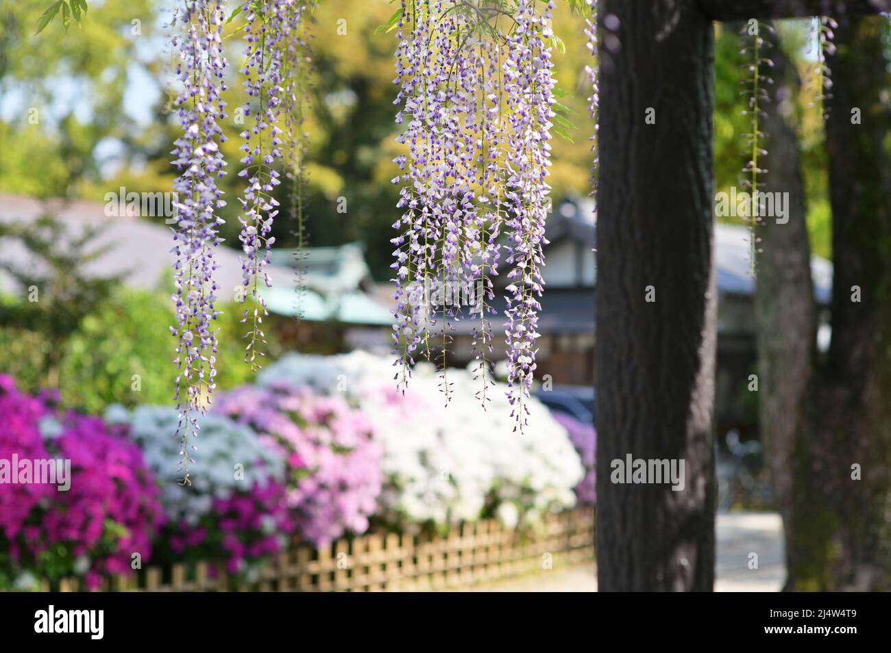 Fiori di glicine appesi a una struttura di supporto. Fiori sullo sfondo. Primavera in un giardino giapponese. Foto Stock