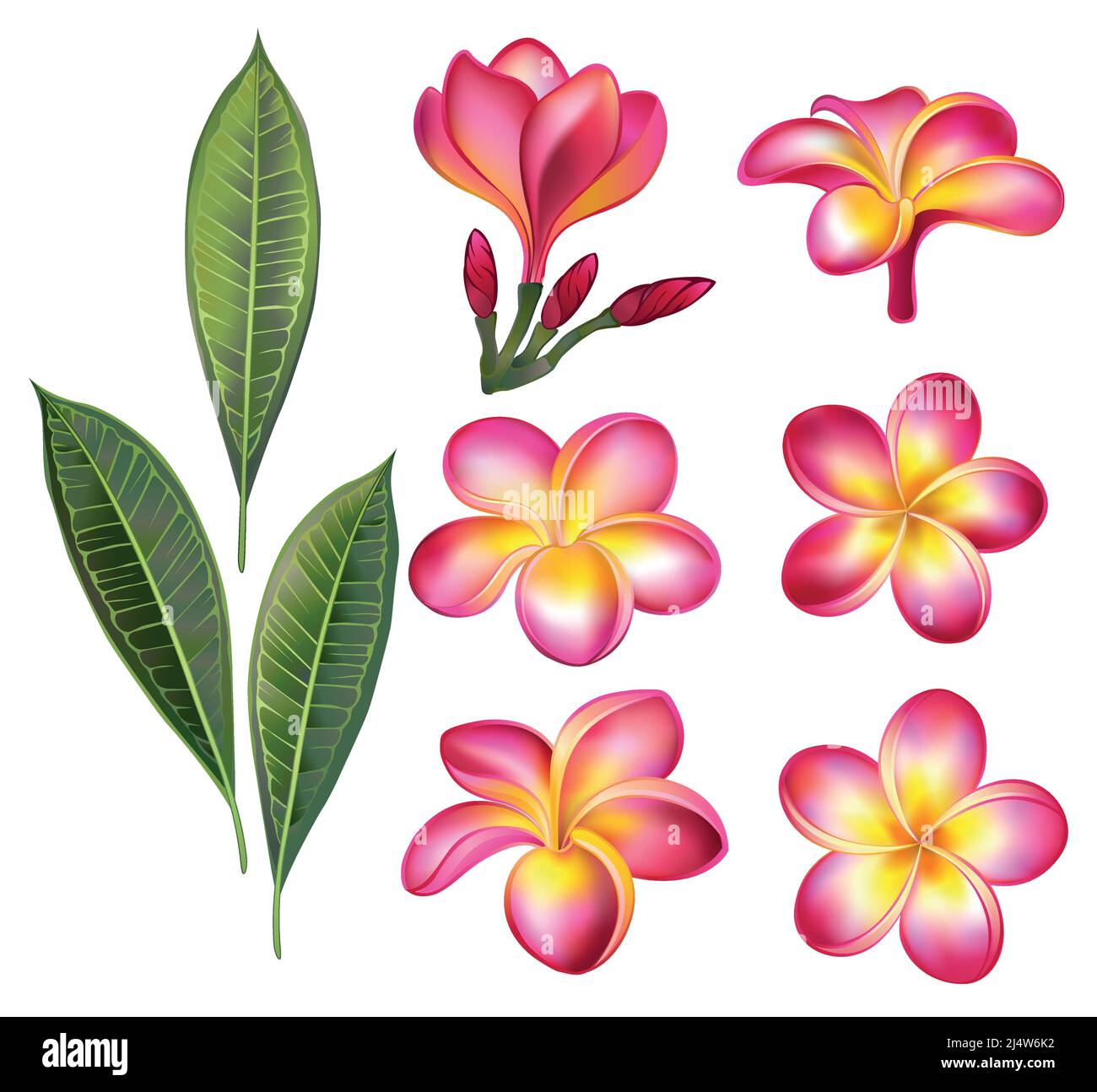 Set di fiori rosa, boccioli e foglie di plumeria verde disegnati artisticamente su sfondo bianco. Elementi di progettazione. Illustrazione Vettoriale