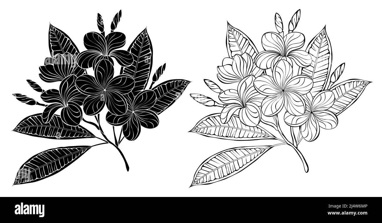 Disegno artistico, contorno e silhouette ramo di fioritura, plumeria esotica su sfondo bianco. Illustrazione Vettoriale
