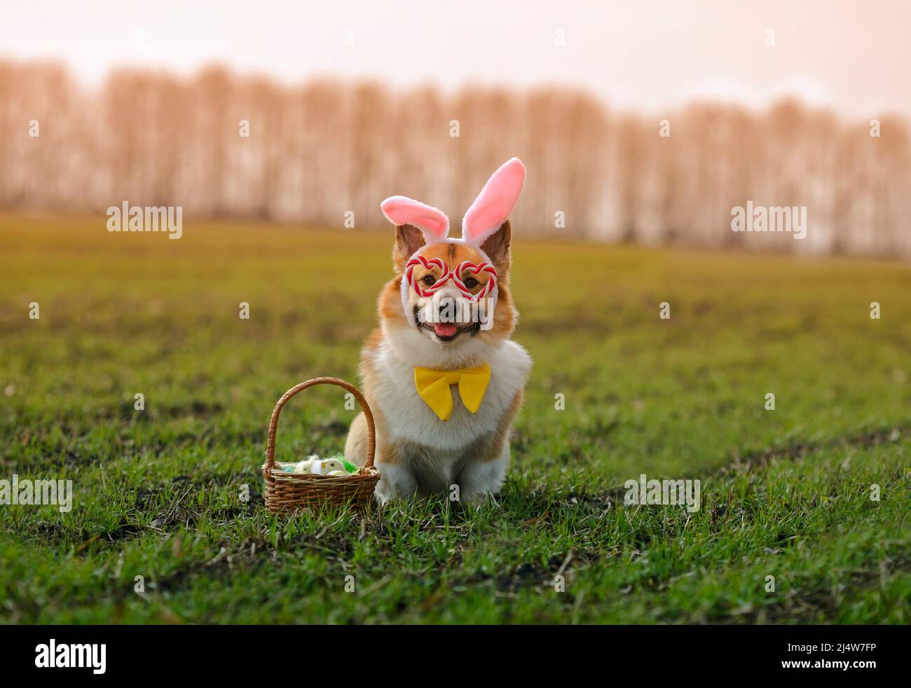 cucciolo di cane di corgi in orecchie di coniglio e occhiali di festa con un cestino di Pasqua di uova è seduto in un prato di primavera Foto Stock