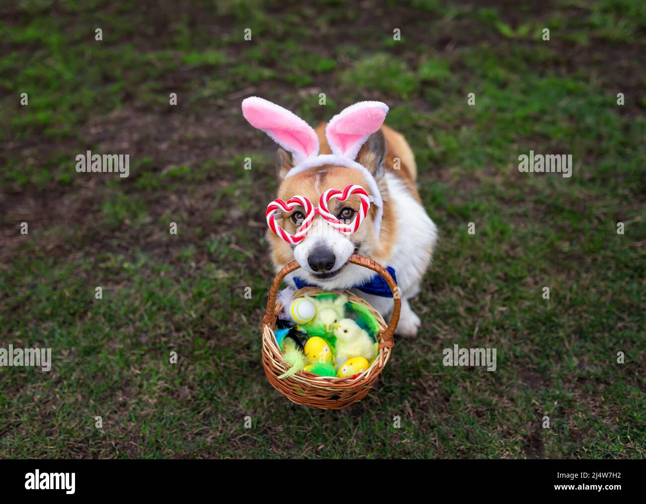 carino cucciolo di cane corgi in pasqua coniglietto orecchie e bicchieri è seduto sul prato con un cestino di uova e polli Foto Stock