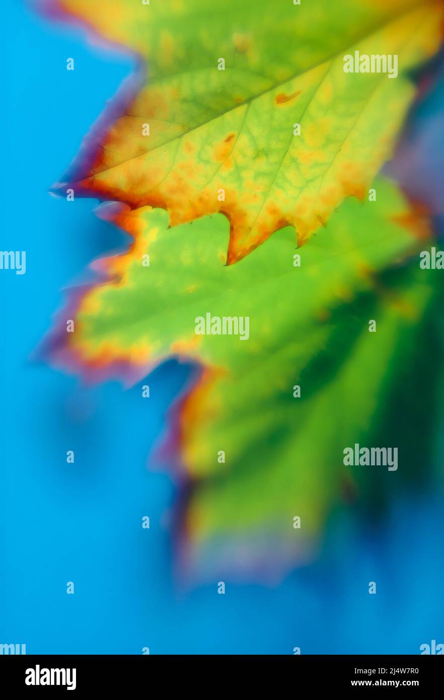 Primo piano selettivo delle foglie di acero colorate in autunno o in autunno Foto Stock