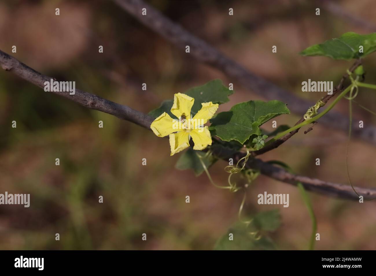 Primo piano foto di fiore giallo Luffa in fiore nel giardino, india Foto Stock