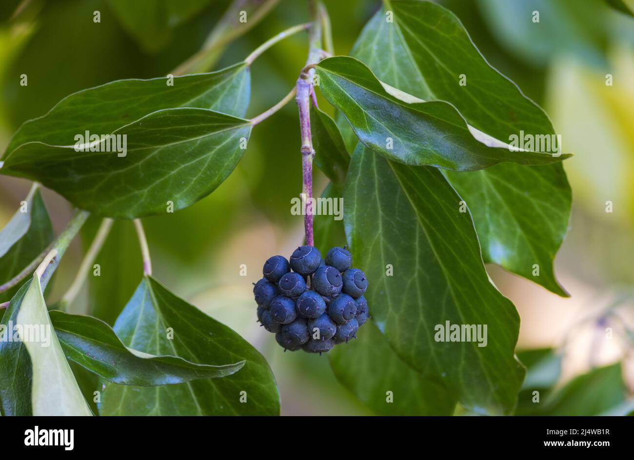Frutto maturo dell'edera comune Foto Stock
