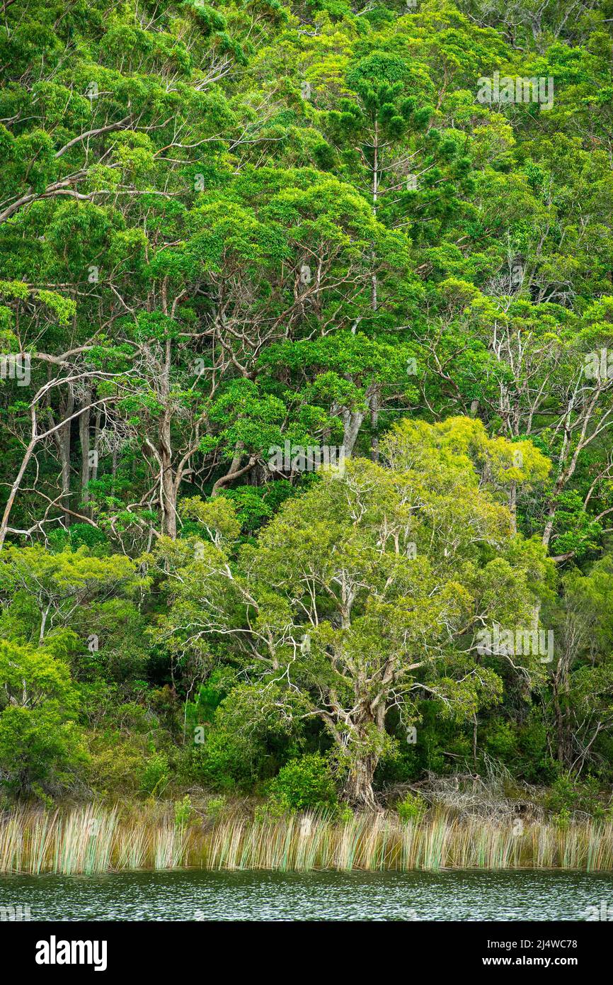 Il lago di Allom è un tesoro dei sightseers, nascosto in una foresta degli alberi di Melaleuca (paperbark), dei pini di Hoop (Araucaria Cunninghamii) e delle creste. Foto Stock