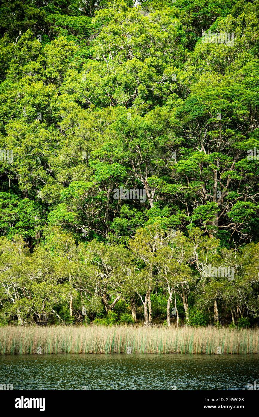 Il lago di Allom è un tesoro dei sightseers, nascosto in una foresta degli alberi di Melaleuca (paperbark), dei pini di Hoop (Araucaria Cunninghamii) e delle creste. Foto Stock