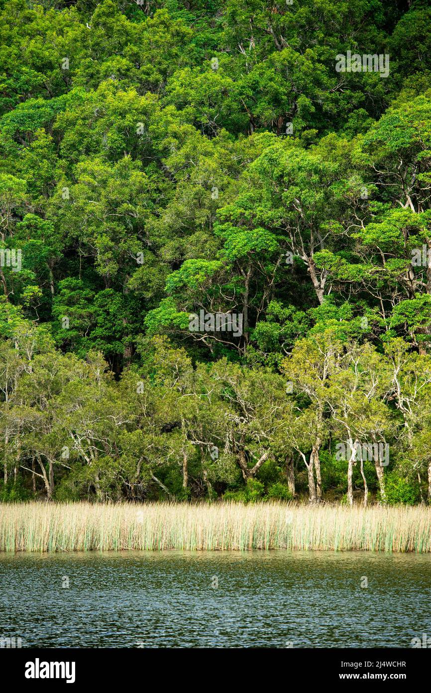 Il lago di Allom è un tesoro dei sightseers, nascosto in una foresta degli alberi di Melaleuca (paperbark) e dei pini di Hoop (Araucaria Cunninghamii). Fraser Island, Queensland. Foto Stock