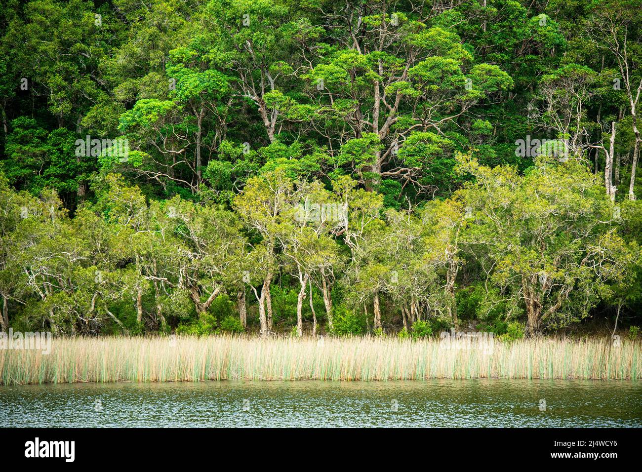 Il lago di Allom è un tesoro dei sightseers, nascosto in una foresta degli alberi di Melaleuca (paperbark), dei pini di Hoop (Araucaria Cunninghamii) e delle creste. Isola Fraser Foto Stock