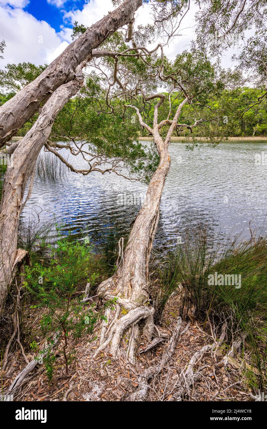 Gli alberi di Melaleuca (corteccia di carta) sovrastano l'acqua al lago Allom, uno dei laghi più unici dell'isola di Fraser. Queensland, Australia. Foto Stock