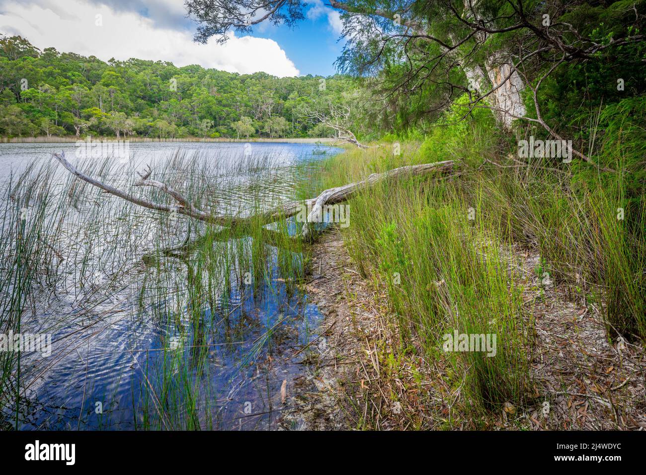 Il lago di Allom è un tesoro dei sightseers, nascosto in una foresta degli alberi di Melaleuca (paperbark), dei pini di Hoop e delle sedges. Fraser Island, QLD, Australia. Foto Stock