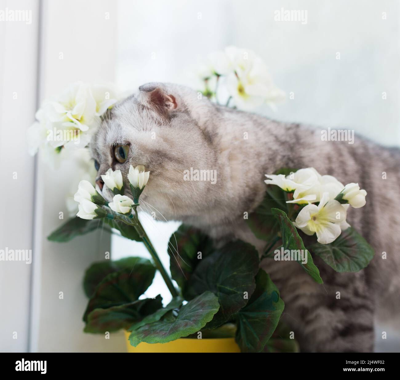 Il gatto scozzese annusa un fiore bianco sul davanzale Foto Stock