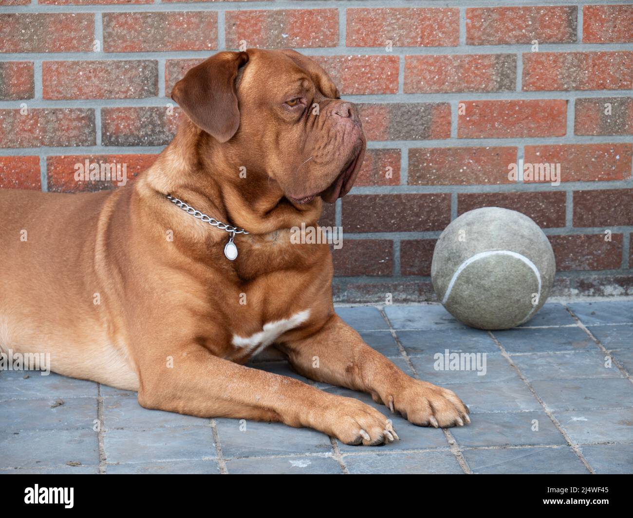 Cane molto grande il mascrito francese sta riposando in un cortile con una palla di calcio accanto a lui Foto Stock