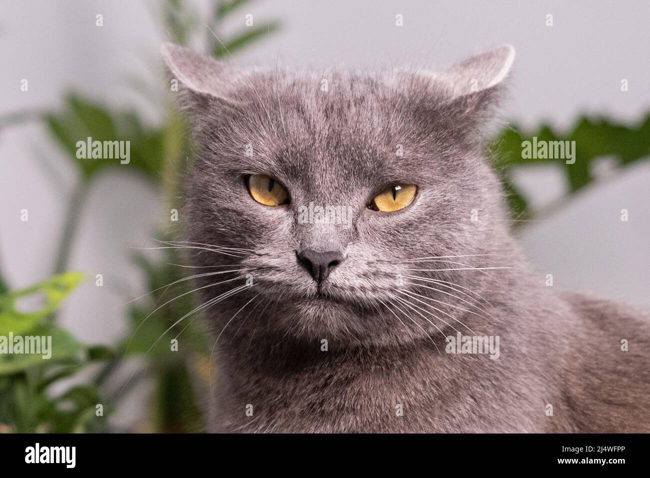 Ritratto di gatto domestico grigio-blu di shorthair con grandi occhi gialli un gatto grigio scozzese. Adorabile animale domestico con un houseplant verde. Shorthair britannico Foto Stock