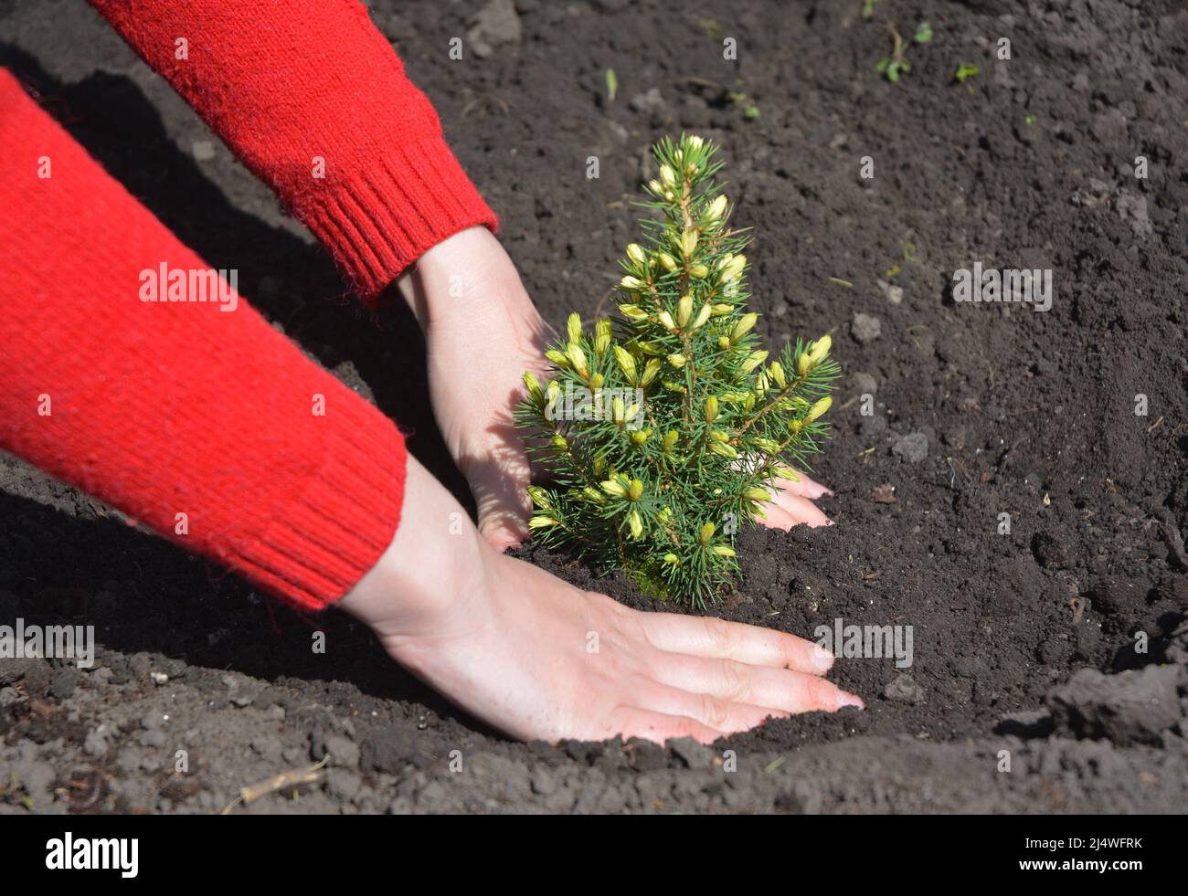 Un giardiniere sta piantando un piccolo Picea glauca conica, abete Alberta nano con le estremità gialle. Coltivare una conica di picea glauca con foglie d'oro di un Foto Stock