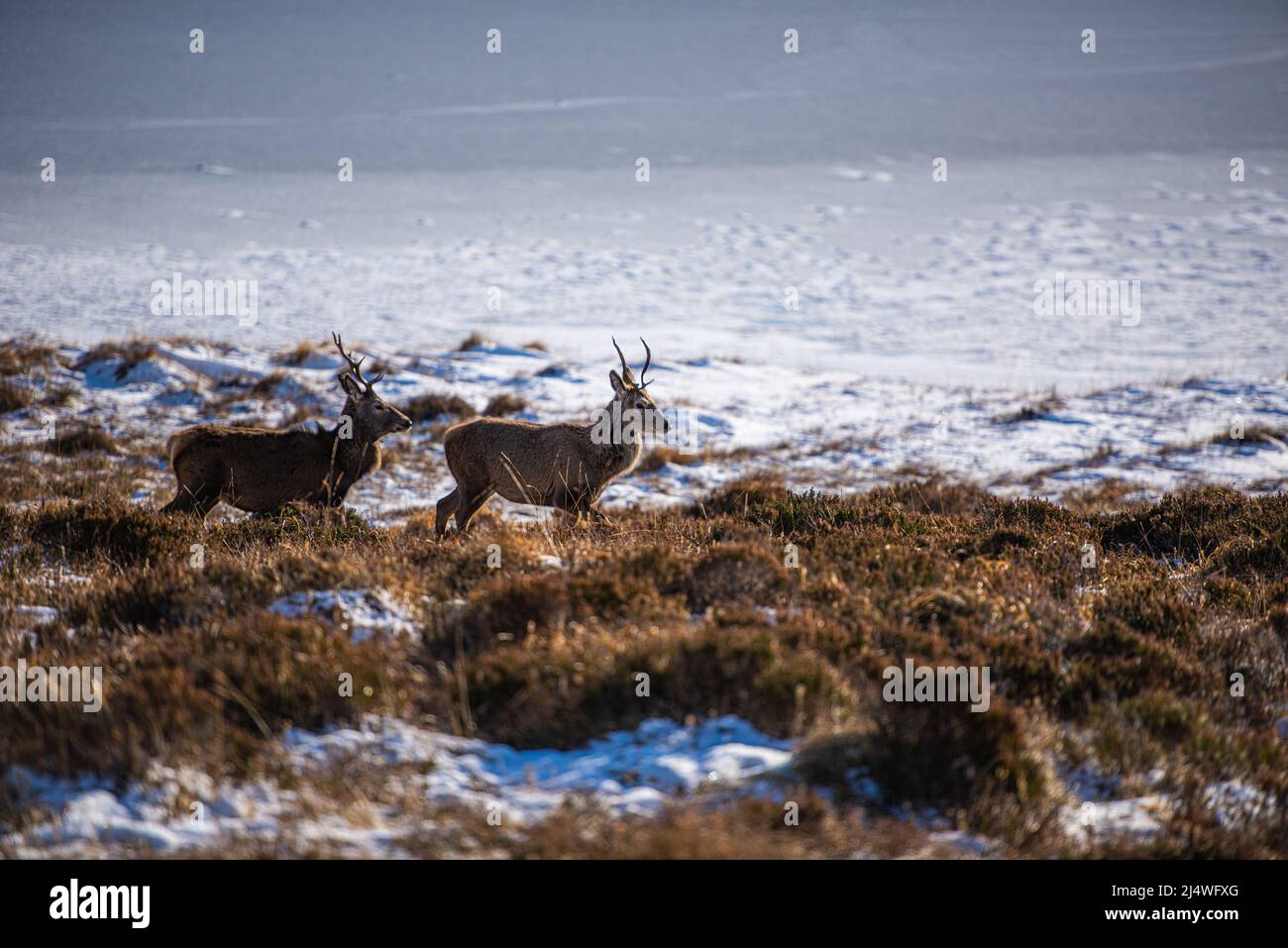 Red Deer nelle nevose Highlands scozzesi. Foto Stock