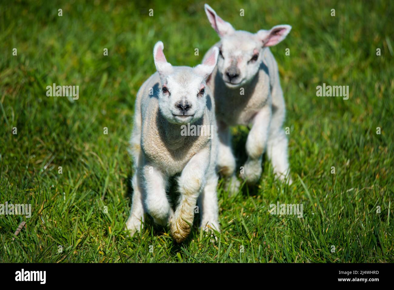 Breezand, Paesi Bassi, marzo 2022. Agnelli appena nati nel prato per la prima volta. Foto di alta qualità Foto Stock