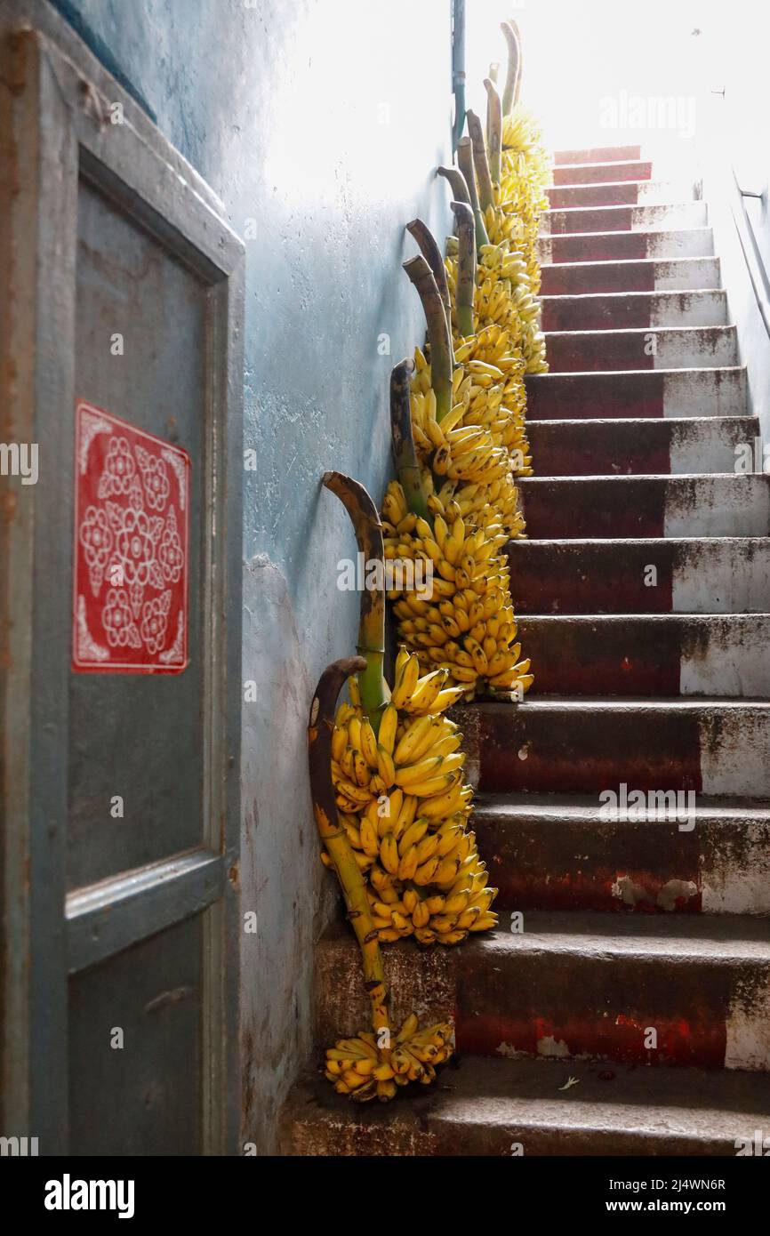 Fila di banane immagini e fotografie stock ad alta risoluzione Alamy