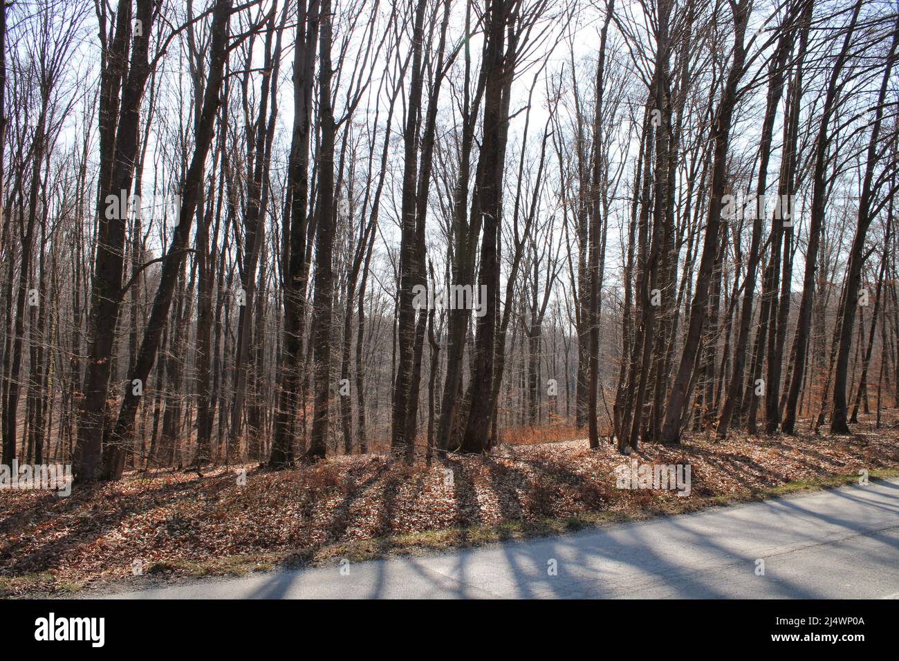 Primavera mattina e la foresta in una campagna circostante Zagabria, Croazia Foto Stock