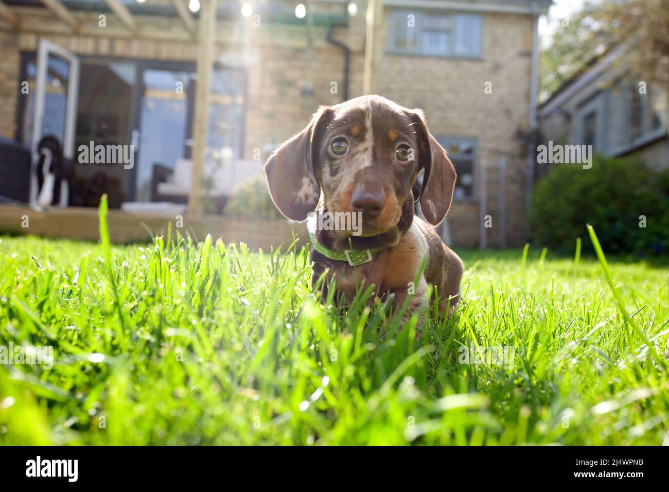 Dachshund cucciolo in giardino Foto Stock
