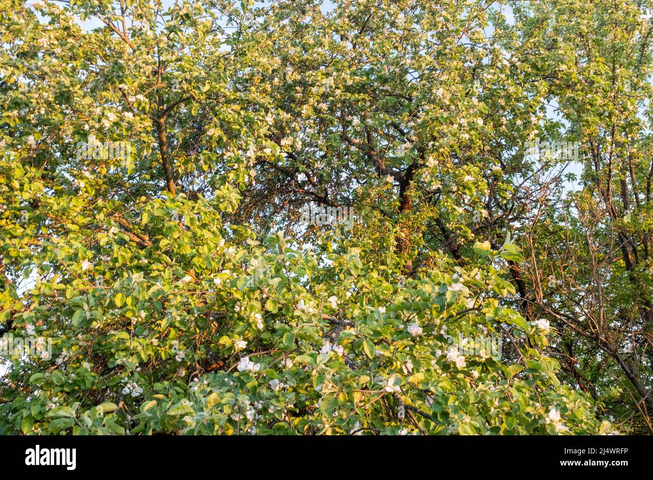 Sfondo primaverile da rami di un melo fiorente. Fiore fiori di mela-albero primo piano. Fiori bianchi di mela per la pubblicazione, il disegno, il manifesto Foto Stock