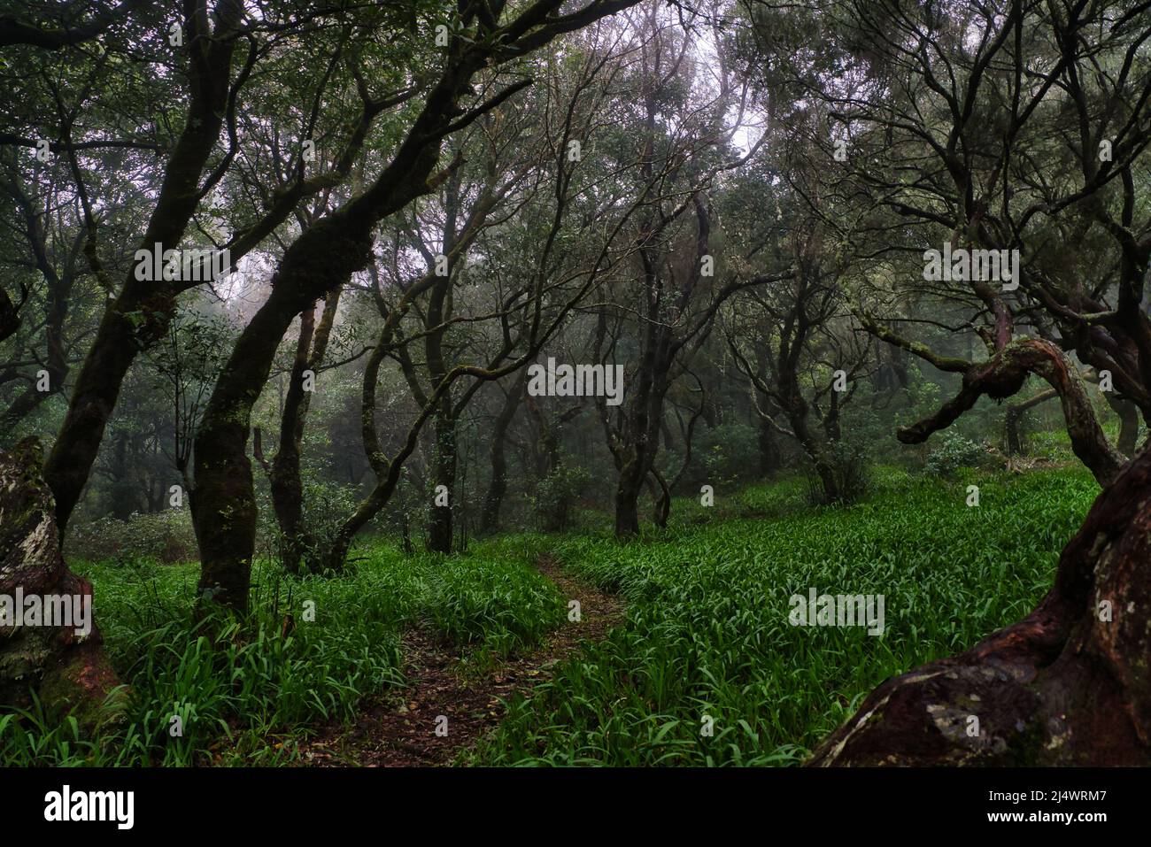 Splendida vista verde della foresta Laurissilva (foresta di Laurel), patrimonio dell'umanità dell'UNESCO, nelle montagne di Madeira in estate Foto Stock