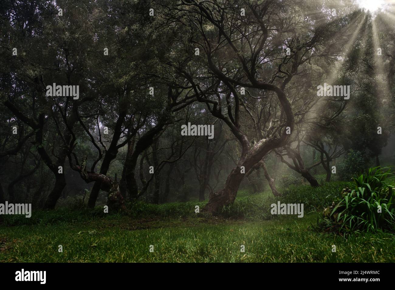 Splendida vista verde della foresta Laurissilva (foresta di Laurel), patrimonio dell'umanità dell'UNESCO, nelle montagne di Madeira in estate Foto Stock